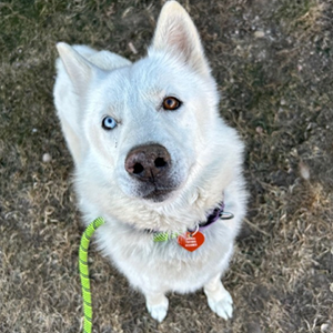 Kenai