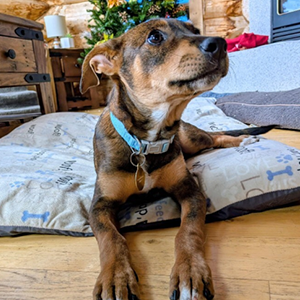 Lulu