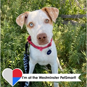 Lucuma - Pet Of The Month, August, 2026