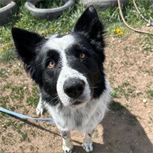 Anchor - Pet Of The Month, July, 2026